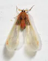 Anotia mcateei - photo 3