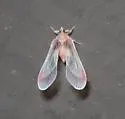 Anotia mcateei - photo 4