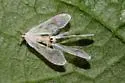 undescribed species North Carolina - Anotia n-sp-nc