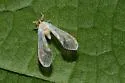 undescribed species North Carolina - photo 2