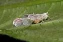 undescribed species North Carolina - photo 3
