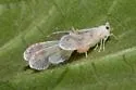 undescribed species North Carolina - photo 4