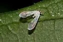 undescribed species North Carolina - photo 5