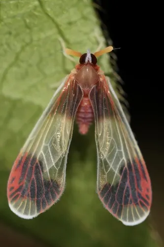 Anotia uhleri - photo 3