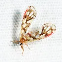 Anotia westwoodii - photo 3