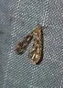 Anotia westwoodii - photo 5