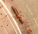 Anotylus insecatus