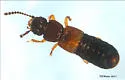 Anotylus insecatus - photo 2