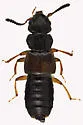 Anotylus insecatus - photo 3