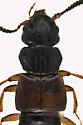 Anotylus insecatus - photo 4