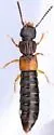 Anotylus insecatus - photo 5