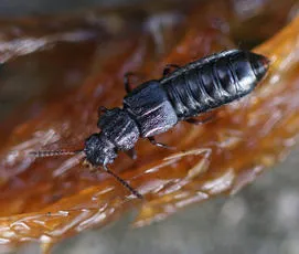 Anotylus rugosus
