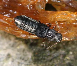 Anotylus rugosus - photo 2