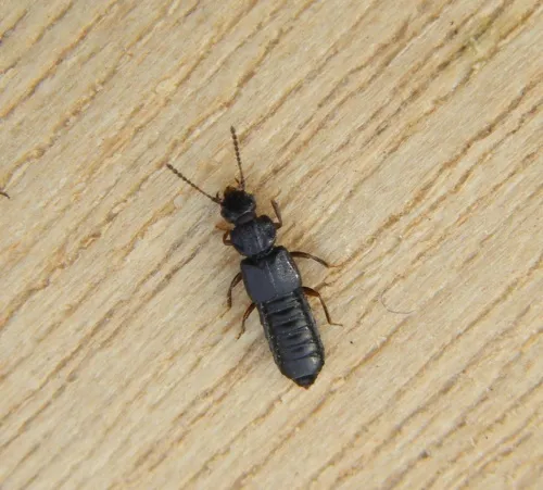 Anotylus rugosus - photo 3