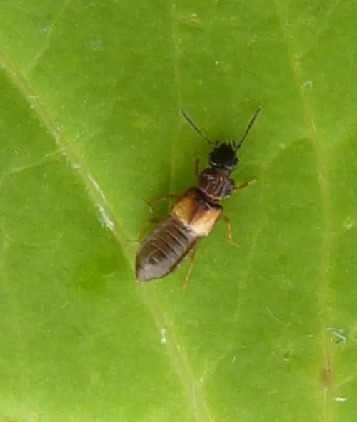 Anotylus rugosus - photo 4