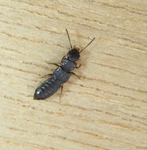 Anotylus rugosus - photo 5