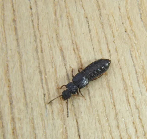 Anotylus rugosus - photo 6