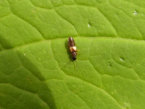 Anotylus rugosus - photo 8
