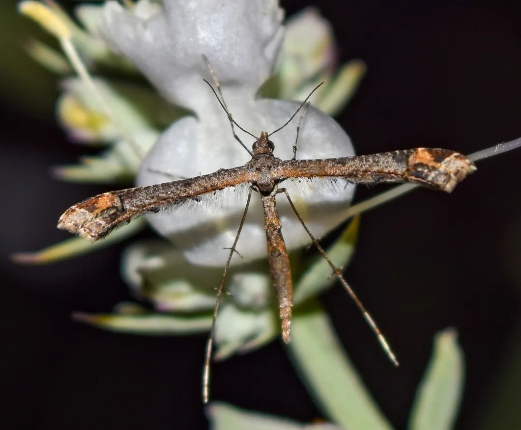 Sage Plume Moth - photo 2