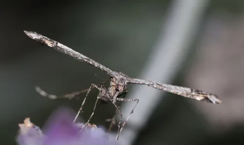 Sage Plume Moth - photo 5