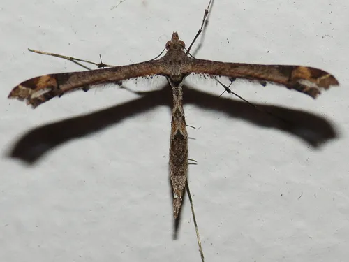 Sage Plume Moth - photo 6