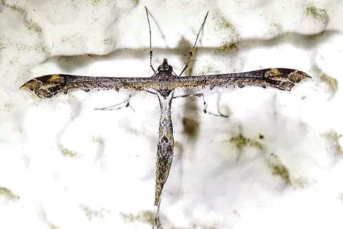 Sage Plume Moth - photo 7