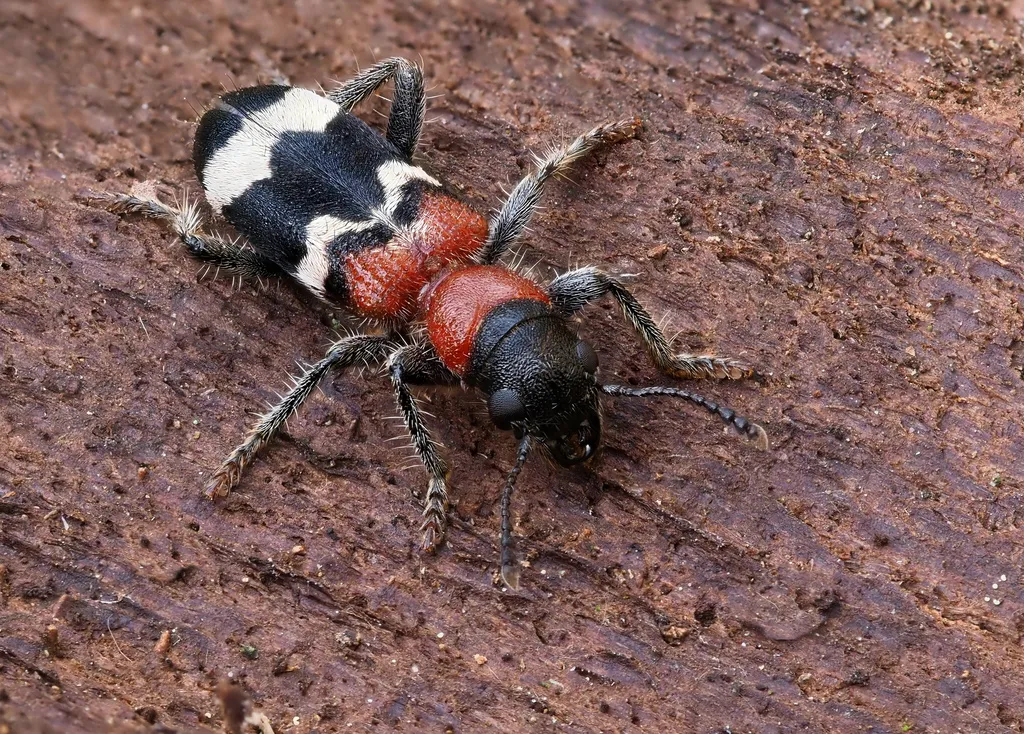 Ant Beetle - photo 2