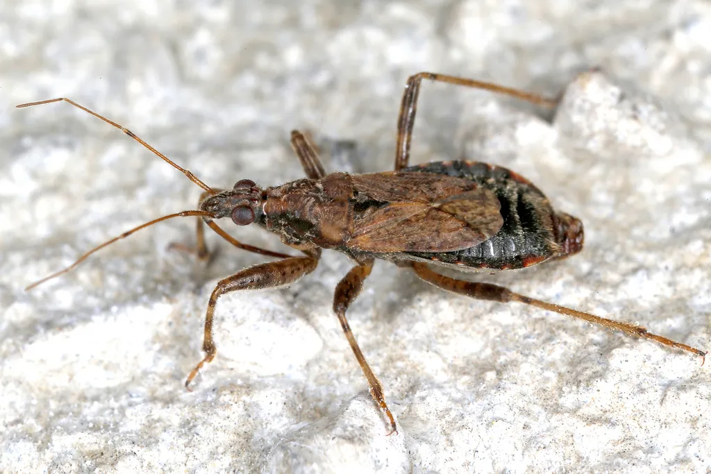 Ant Damsel Bug - photo 2