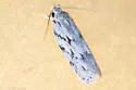 Antaeotricha agrioschista - Hodges#1020