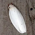 Antaeotricha albulella - Hodges#1024