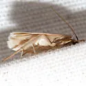 Antaeotricha albulella - Hodges#1024 - photo 2