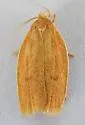 Antaeotricha decorosella - Hodges#1016