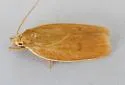 Antaeotricha decorosella - Hodges#1016 - photo 2
