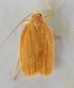 Antaeotricha decorosella - Hodges#1016 - photo 4