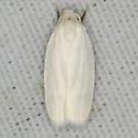 Antaeotricha floridella - Hodges#1024.1