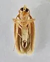 Antaeotricha floridella - Hodges#1024.1 - photo 3