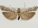 Antaeotricha furcata - Hodges#1017