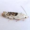 Antaeotricha fuscorectangulata - Hodges#1023