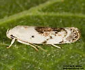 Antaeotricha fuscorectangulata - Hodges#1023 - photo 2