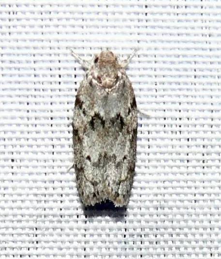 Dotted Antaeotricha Moth - photo 2