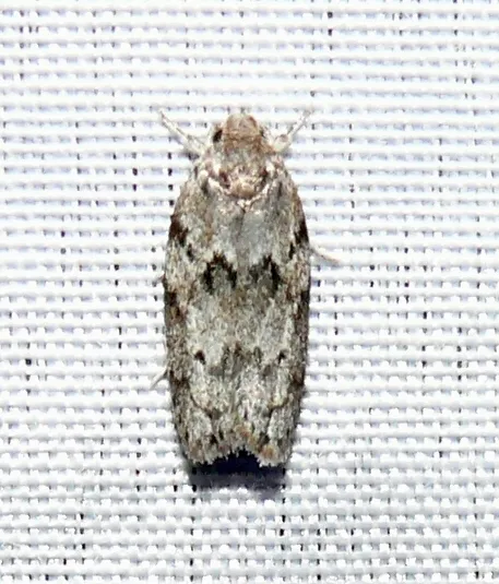 Dotted Antaeotricha Moth - photo 3