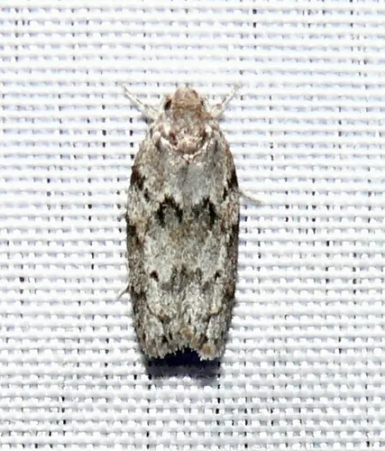 Dotted Antaeotricha Moth - photo 4