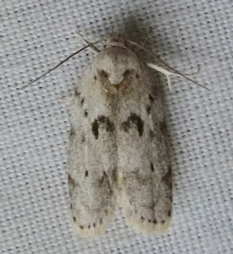 Dotted Antaeotricha Moth - photo 6
