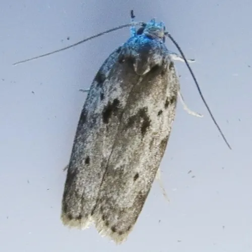 Dotted Antaeotricha Moth - photo 7