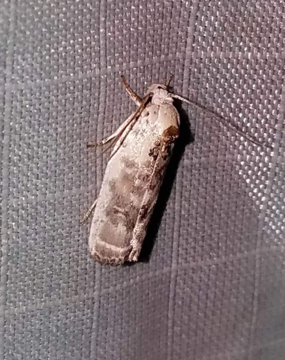 Pale Gray Bird-dropping Moth - photo 3