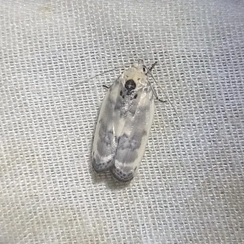 Pale Gray Bird-dropping Moth - photo 6