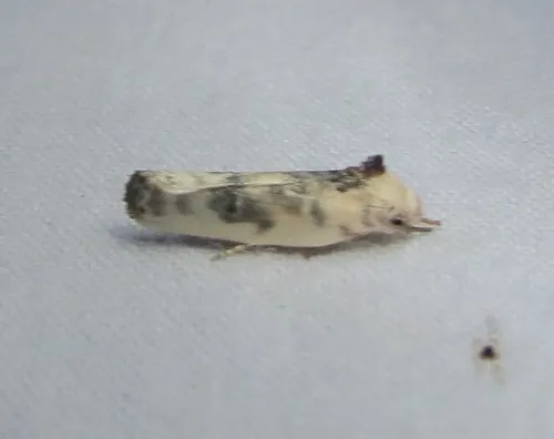 Pale Gray Bird-dropping Moth - photo 7