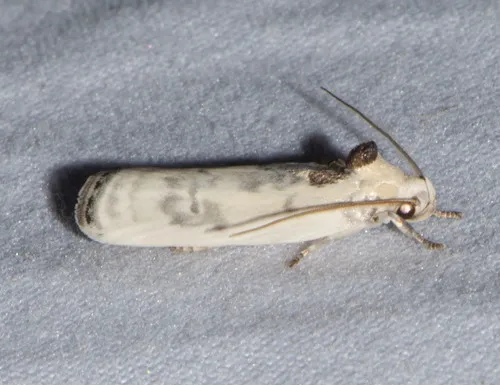 Pale Gray Bird-dropping Moth - photo 8