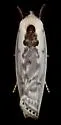 Antaeotricha lindseyi - Hodges#1012