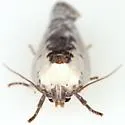 Antaeotricha lindseyi - Hodges#1012 - photo 3